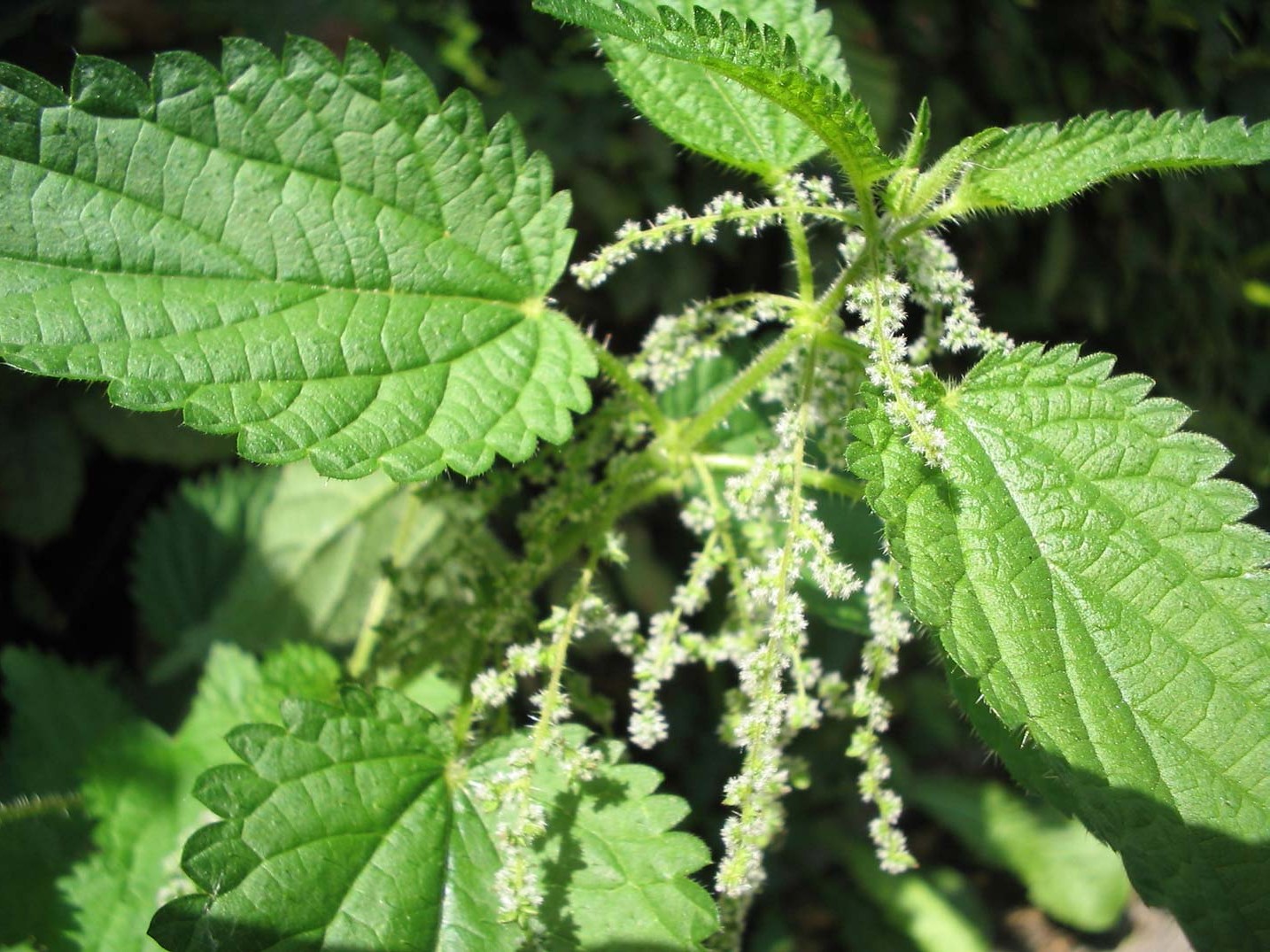 nettle herb