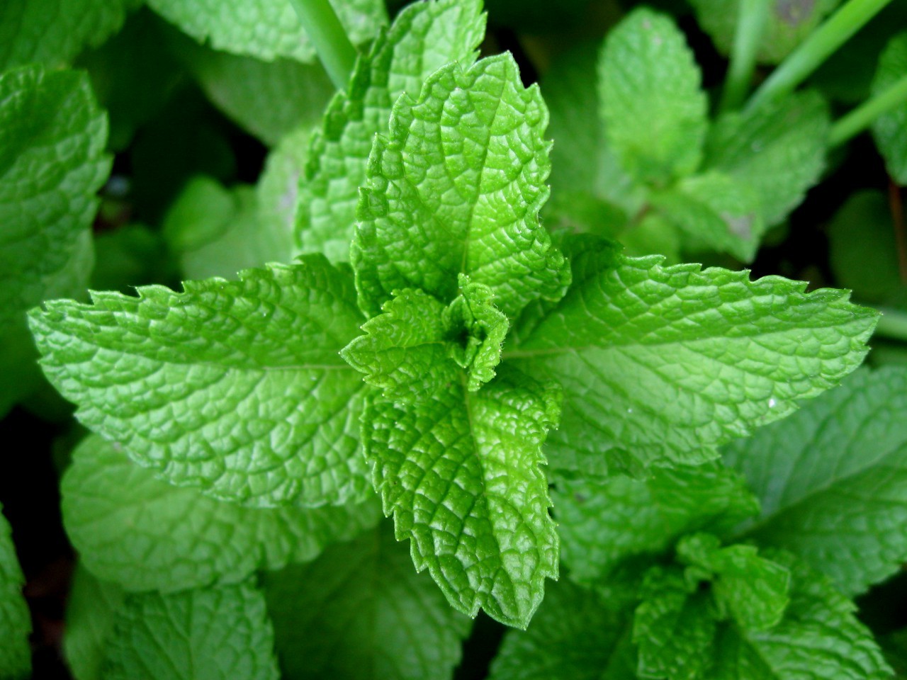 mentha-piperita-hortel-pimenta