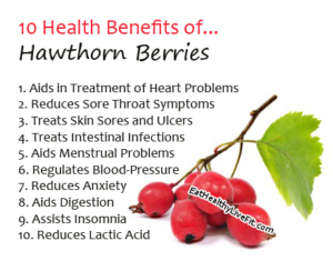 HawthornBerries - EatHealthyLiveFit.com