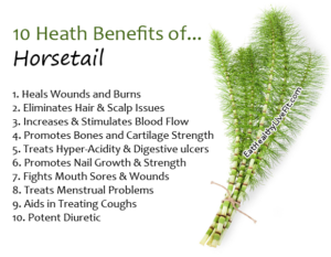 Horsetail - EatHealthyLiveFit.com