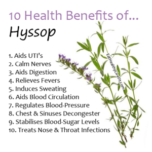 Hyssop - EatHealthyLiveFit.com