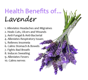 Lavender - EatHealthyLiveFit.com